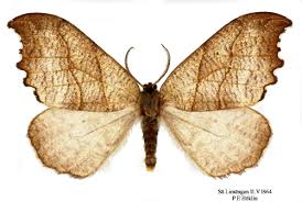 Attēlu rezultāti vaicājumam “Falcaria lacertinaria”