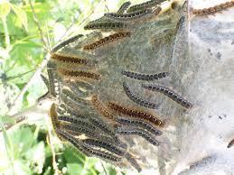 Attēlu rezultāti vaicājumam “Eriogaster lanestris larva”