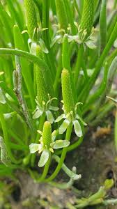 Attēlu rezultāti vaicājumam “Myosurus minimus flower”