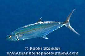 Image result for Eumegistus illustris