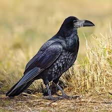 Attēlu rezultāti vaicājumam “Corvus frugilegus adult”