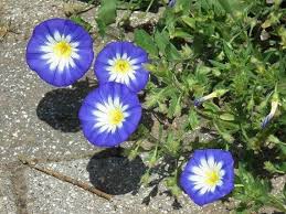 Image result for Convolvulus tricolor