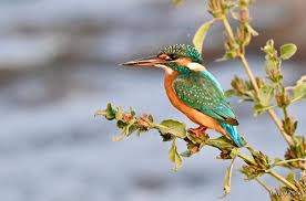 Attēlu rezultāti vaicājumam “Alcedo atthis”