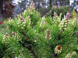 Attēlu rezultāti vaicājumam “Pinus mugo male flower”