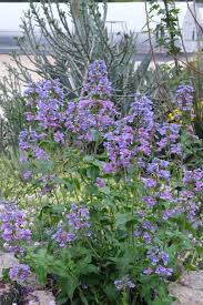 Image result for Penstemon