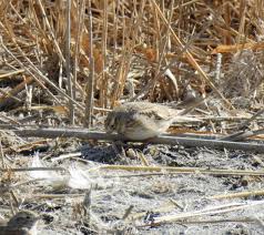 Image result for Calandrella rufescens