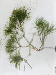 Attēlu rezultāti vaicājumam “Najas minor leaf”