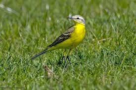 Attēlu rezultāti vaicājumam “Badhamia flavoglauca sessile”