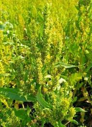 Attēlu rezultāti vaicājumam “Rumex maritimus”