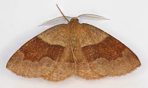 Attēlu rezultāti vaicājumam “Plagodis pulveraria”