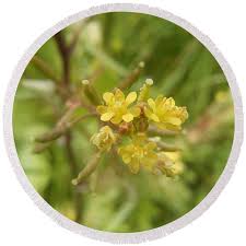 Attēlu rezultāti vaicājumam “Rorippa palustris flower”