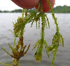 Attēlu rezultāti vaicājumam “Chara polyacantha”