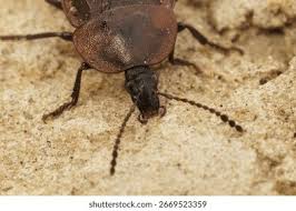 Attēlu rezultāti vaicājumam “Phosphuga atrata”