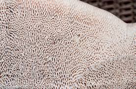 Attēlu rezultāti vaicājumam “Trametes gibbosa”