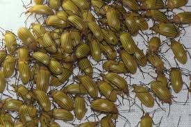 Attēlu rezultāti vaicājumam “Alleculidae”