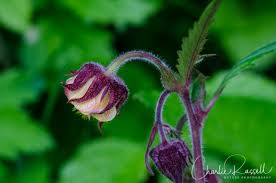 Attēlu rezultāti vaicājumam “Cardaminopsis arenosa bud”
