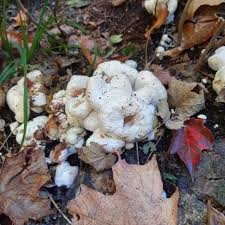 Attēlu rezultāti vaicājumam “Brefeldia maxima young”