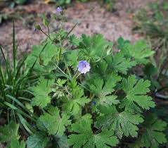 Attēlu rezultāti vaicājumam “Geranium bohemicum”