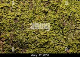 Attēlu rezultāti vaicājumam “Metzgeria violacea”