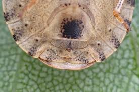 Attēlu rezultāti vaicājumam “Eurygaster testudinaria imago”