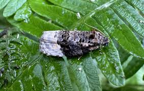 Attēlu rezultāti vaicājumam “Apotomis betuletana”