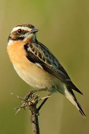 Attēlu rezultāti vaicājumam “Saxicola rubetra”