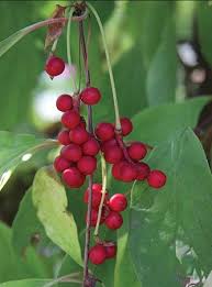 Attēlu rezultāti vaicājumam “Schisandra chinensis flower”