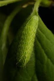 Attēlu rezultāti vaicājumam “Thecla betulae female”