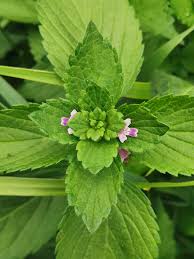 Attēlu rezultāti vaicājumam “Galeopsis bifida leaf”