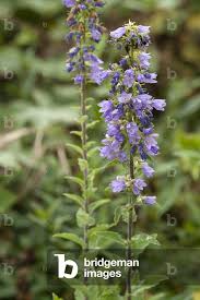 Attēlu rezultāti vaicājumam “Campanula bononiensis”