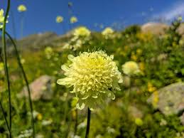 Image result for Scabiosa ochroleuca