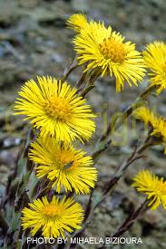 Attēlu rezultāti vaicājumam “Tussilago farfara bud”