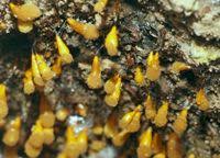 Attēlu rezultāti vaicājumam “Hemitrichia clavata”