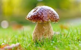 Attēlu rezultāti vaicājumam “Boletus edulis”