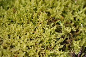 Attēlu rezultāti vaicājumam “Hypnum jutlandicum”