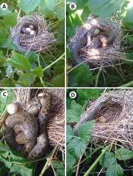 Attēlu rezultāti vaicājumam “Sylvia borin eggs”