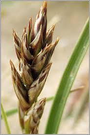 Attēlu rezultāti vaicājumam “Carex arenaria  leaf”