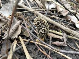 Attēlu rezultāti vaicājumam “Morchella sp.”