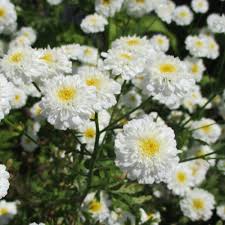 Image result for Tanacetum parthenium 'Tetraweiss'