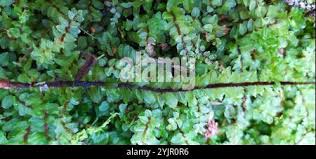 Attēlu rezultāti vaicājumam “Pseudobryum cinclidioides”