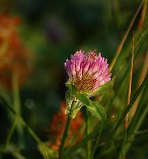 Attēlu rezultāti vaicājumam “Trifolium fragiferum flower”