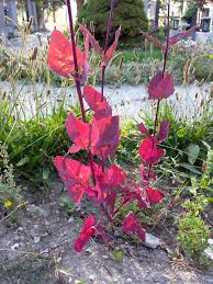 Image result for Atriplex hortensis