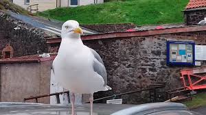 Image result for Barnsley BSAC Divers