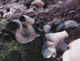 Attēlu rezultāti vaicājumam “Ionomidotis irregularis”