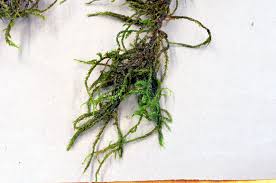 Attēlu rezultāti vaicājumam “Leptodictyum riparium”