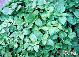 Attēlu rezultāti vaicājumam “Galinsoga quadriradiata leaf”