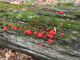 Attēlu rezultāti vaicājumam “Symphytocarpus flaccidus plasmodium”