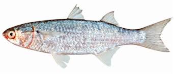 Image result for Mugil
