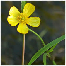 Attēlu rezultāti vaicājumam “Ranunculus flammula leaf”