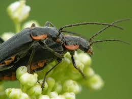 Attēlu rezultāti vaicājumam “Cantharis obscura”